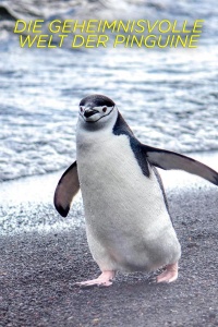 Секреты пингвинов